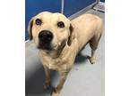 Adopt Marissa a Tan/Yellow/Fawn Labrador Retriever / Terrier (Unknown Type