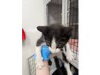 Adopt David Copperfield a Black & White or Tuxedo Domestic Shorthair (short