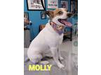 Adopt Molly in Cedar Rapids a White - with Brown or Chocolate Jack Russell