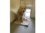 Adopt Casey a White Akbash / Mixed dog in Driggs, ID (38293489)