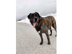 Adopt Kobi a Brown/Chocolate Mastiff / Mixed dog in Driggs, ID (38293493)