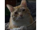 Adopt Tiki a Orange or Red American Shorthair (short coat) cat in Mims