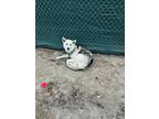 Adopt Brady a White Husky / Mixed dog in Selma, CA (38293932)