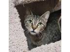 Adopt Flair a Gray or Blue Domestic Shorthair / Mixed cat in St.Jacob