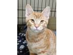 Adopt Riley a Orange or Red Domestic Shorthair / Domestic Shorthair / Mixed cat