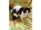Adopt Eddie a Black & White or Tuxedo Domestic Shorthair (short coat) cat in