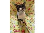 Adopt Alice a Black & White or Tuxedo Domestic Shorthair (short coat) cat in