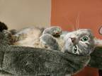 Adopt Piper a Calico or Dilute Calico Domestic Shorthair (short coat) cat in