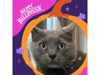 Adopt Smokey a Gray or Blue Domestic Shorthair / Domestic Shorthair / Mixed cat