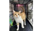 Adopt Moe a Orange or Red (Mostly) Domestic Shorthair (short coat) cat in Byron