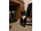 Adopt Robbie a Black & White or Tuxedo Domestic Shorthair (short coat) cat in