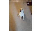 Adopt Corndog a Tan/Yellow/Fawn Labrador Retriever / Mixed dog in Surprise