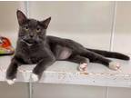 Adopt Lola a Gray or Blue Domestic Shorthair (short coat) cat in Ashland