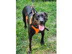 Adopt McGraw (Quick Draw McGraw) a Black Labrador Retriever / Labrador Retriever