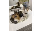 Adopt Ashes a Calico or Dilute Calico Calico / Mixed (short coat) cat in