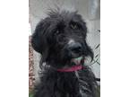 Adopt Rita a Black Pointer / Spaniel (Unknown Type) / Mixed dog in Payson