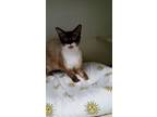 Adopt Sake a Cream or Ivory (Mostly) Siamese (medium coat) cat in Key Largo