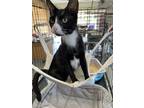 Adopt Cookie a Black & White or Tuxedo Domestic Shorthair (short coat) cat in