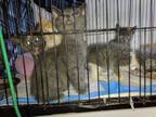 Adopt Russian Blue mix kittens a Gray or Blue Russian Blue (short coat) cat in