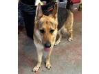 Adopt Foxy a Black - with Tan, Yellow or Fawn German Shepherd Dog / Mixed dog in