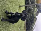 Adopt Oakley a Black - with White Beagle / Mixed dog in Rancho Santa Fe