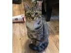 Adopt Benjamin a Domestic Shorthair cat in West Columbia, SC (38297048)