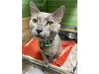 Adopt Shadow a Gray or Blue Domestic Shorthair (short coat) cat in Chicago