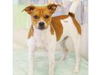Adopt Bart a Mixed Breed (Small) / Mixed dog in Cartersville, GA (38297569)