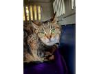 Adopt Kodiak a Spotted Tabby/Leopard Spotted Domestic Shorthair (short coat) cat