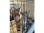 Adopt Einstein a Brown Tabby Abyssinian (short coat) cat in San Bernardino