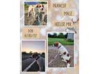 Adopt Prancer a Tricolor (Tan/Brown & Black & White) Australian Cattle Dog /