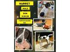 Adopt Nugget a White Pointer / Mixed dog in Caldwell, TX (38297665)