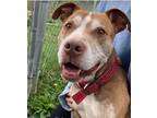 Adopt Hank a Red/Golden/Orange/Chestnut - with White American Pit Bull Terrier /