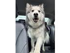 Adopt Dallas a Black - with White Alaskan Malamute / Husky / Mixed dog in