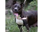 Adopt Mori a Black American Staffordshire Terrier / Mixed dog in QUINCY