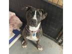 Adopt Zoya a Brindle Pit Bull Terrier / Boxer / Mixed dog in Patchogue