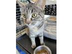 Adopt Eve a Gray, Blue or Silver Tabby Domestic Shorthair (short coat) cat in