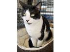 Adopt Tom a Black & White or Tuxedo Domestic Shorthair (short coat) cat in San