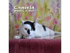 Adopt Chavela a White American Shorthair / Mixed cat in Yuma, AZ (38298940)