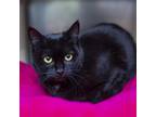Adopt Pearl a All Black Domestic Shorthair / Mixed cat in Spokane, WA (38299287)