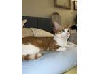 Adopt Bucky a Gray, Blue or Silver Tabby Domestic Shorthair cat in New York