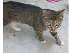 Adopt MAMASOX a Domestic Shorthair (short coat) cat in Calimesa, CA (38299493)