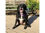 Adopt Buster Brown a Black Labrador Retriever / Mixed Breed (Medium) / Mixed dog