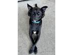 Adopt Andy a Black - with White Labrador Retriever dog in Encinitas