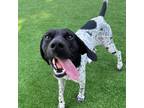 Adopt Ryan a Black German Shorthaired Pointer / Mixed dog in Evansville