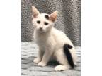 Adopt Saffron a White (Mostly) Domestic Shorthair (short coat) cat in Chicago