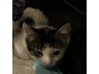 Adopt Pebble a Gray or Blue Domestic Shorthair / Mixed cat in St.