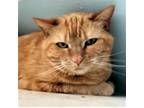 Adopt Gina Morgan a Orange or Red Domestic Shorthair / Mixed cat in Huntsville