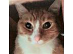 Adopt Tony Morgan a Orange or Red Domestic Shorthair / Mixed cat in Huntsville