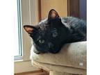 Adopt Lancelot - Ottawa Area a All Black Domestic Shorthair / Domestic Shorthair